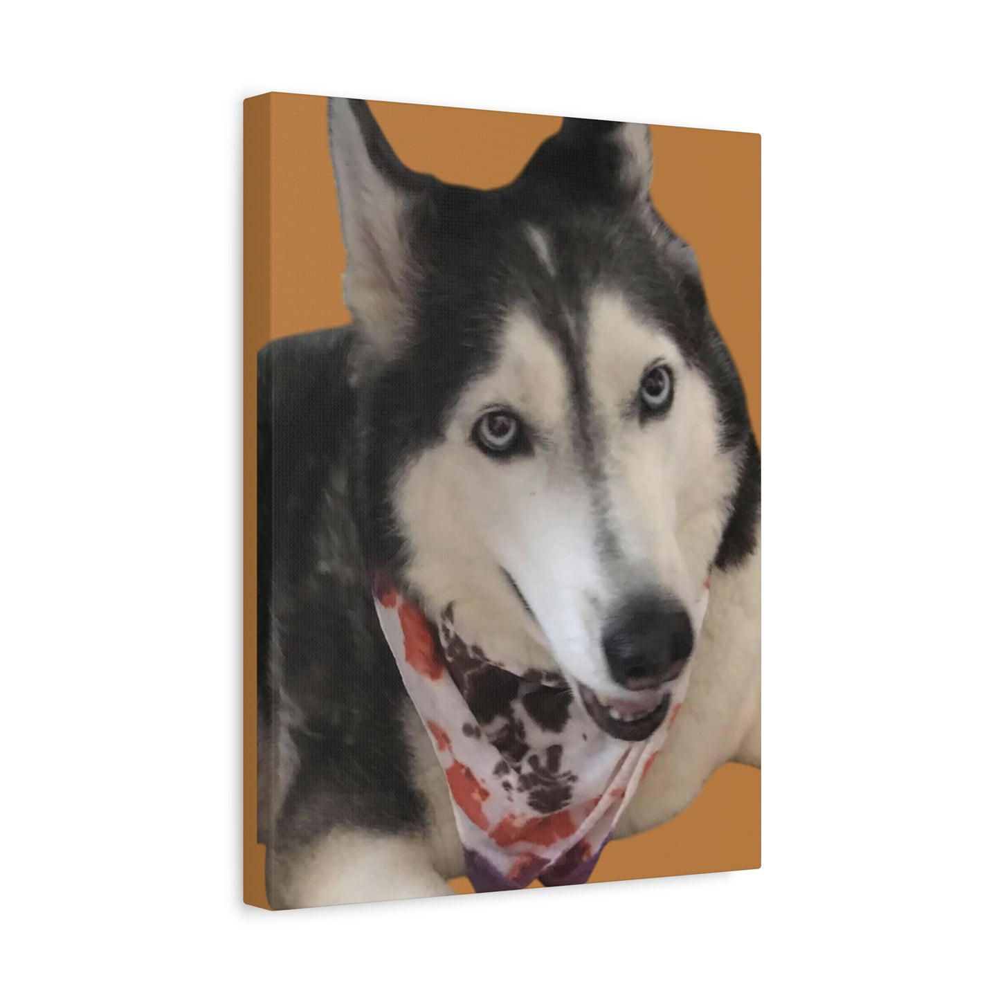 Canvas Print - Niya Beautiful Husky with Tie-Dye Bandanna