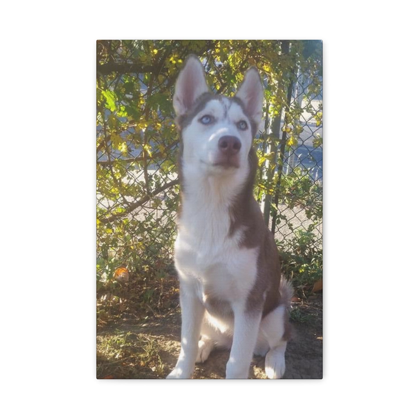 Canvas Wall Art - Pebbles Red and White Husky by Tree with Greenery