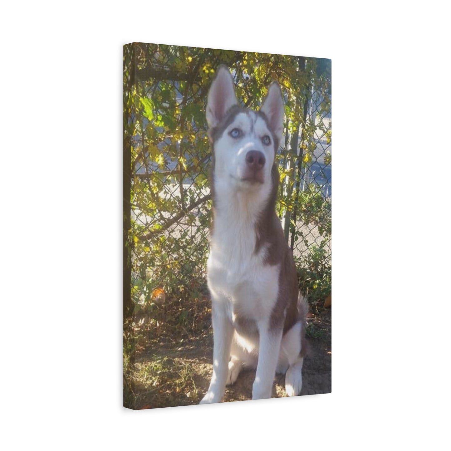 Canvas Wall Art - Pebbles Red and White Husky by Tree with Greenery