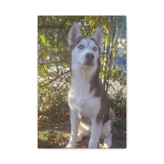 Canvas Wall Art - Pebbles Red and White Husky by Tree with Greenery
